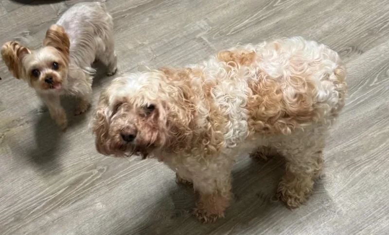 A senior small-sized female Poodle dog named Rosalina for adoption in Matthews, NC