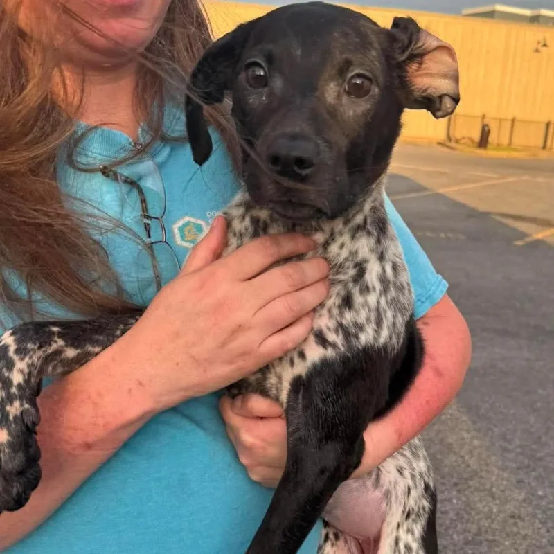 A young medium-sized female Mixed Breed dog named Tiki for adoption in Rockville, MD