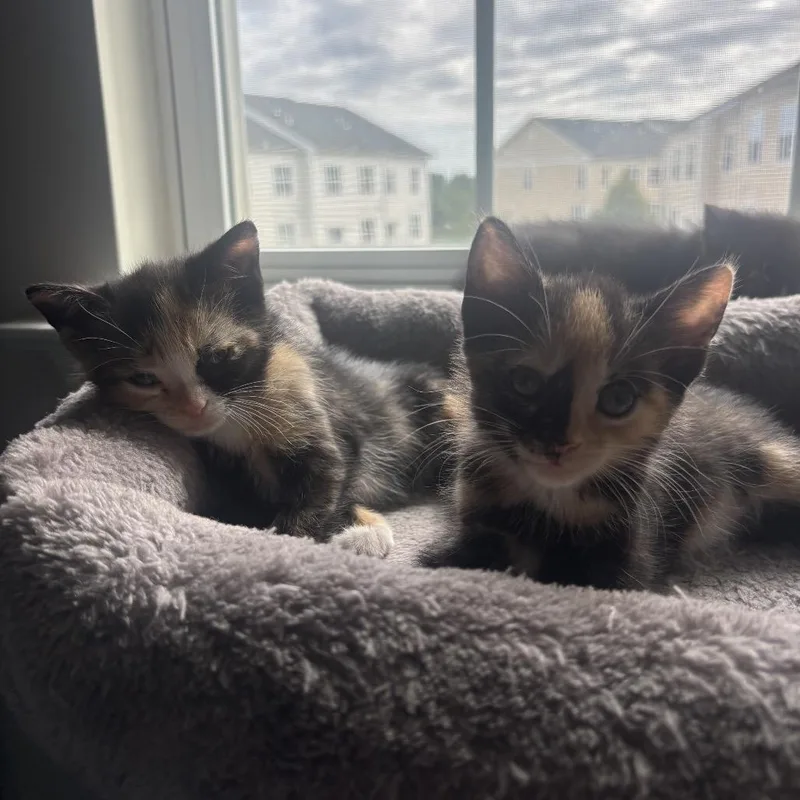 A baby small-sized female Tortoiseshell Domestic Short Hair cat named Runt for adoption in Fairfax, VA