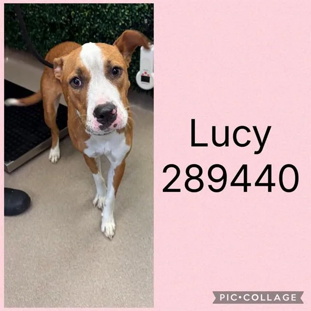A young large-sized female Mixed Breed dog named Lucy for adoption in Macon, GA