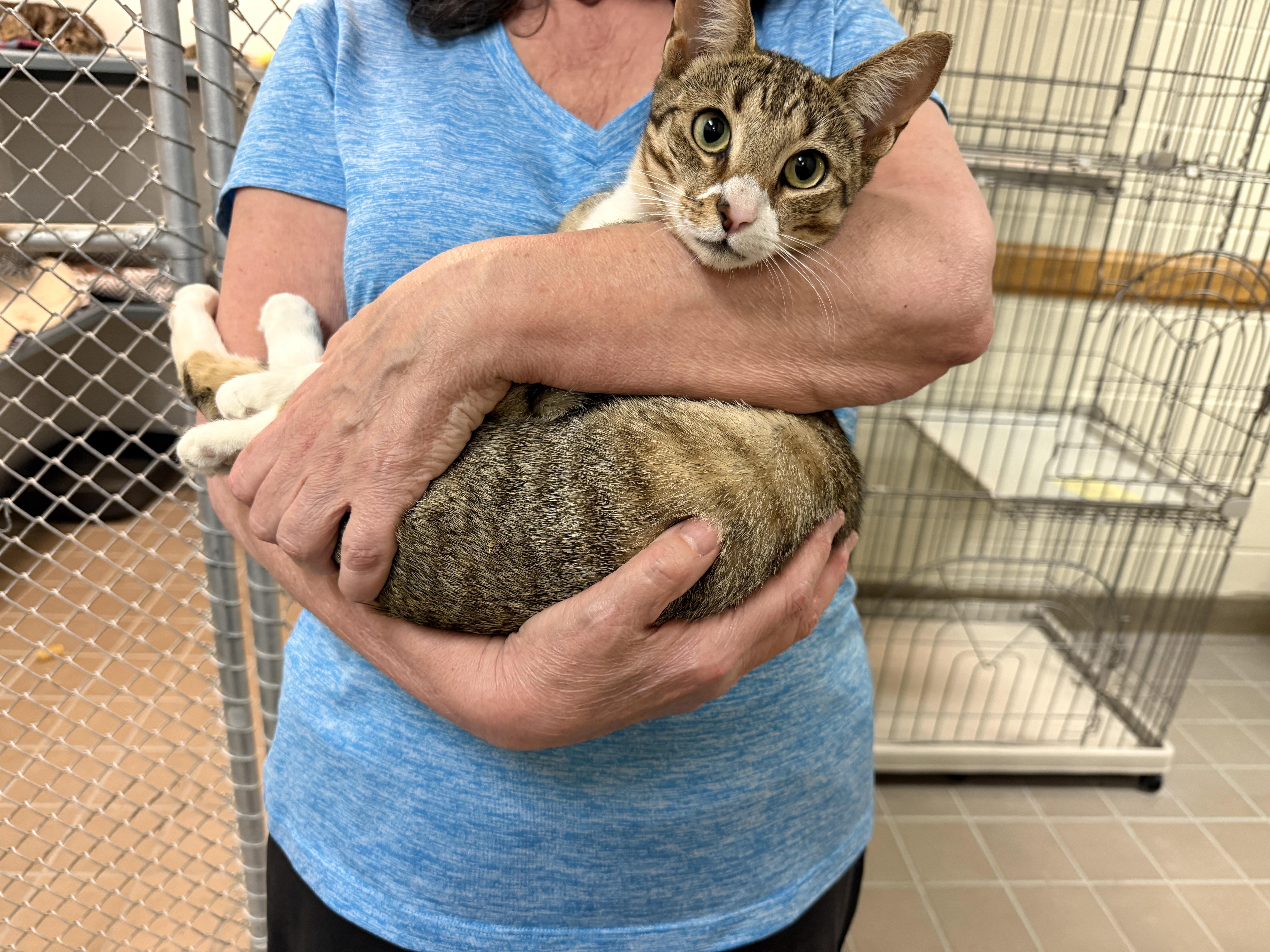 A young medium-sized female Tabby (Brown / Chocolate) Domestic Short Hair cat named Diamond for adoption in Wantagh, NY