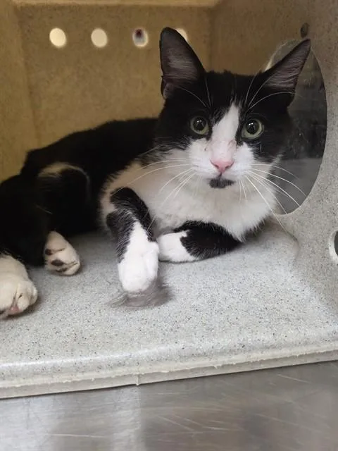 A young medium-sized male Domestic Short Hair cat named Hotline Bling for adoption in Cookeville, TN