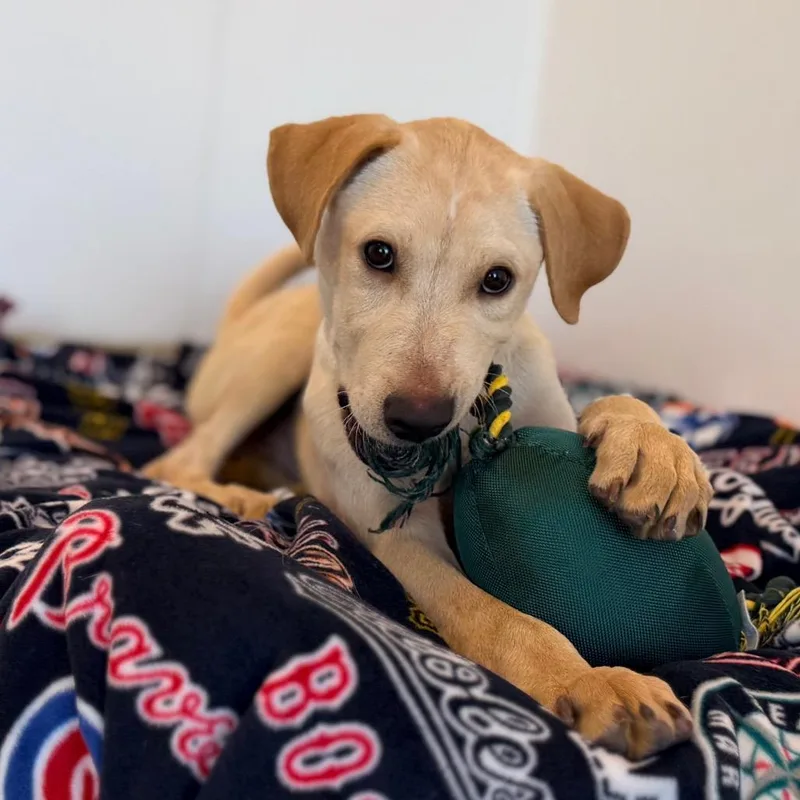 A baby large-sized male Yellow / Tan / Blond / Fawn Labrador Retriever dog named Whitie for adoption in Green Bay, WI