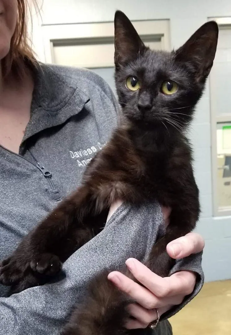 A baby medium-sized female Domestic Short Hair cat named Ellie Rae for adoption in Louisville, KY