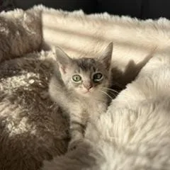A young small-sized female Gray & White Domestic Short Hair cat named Wawa for adoption in Miami, FL