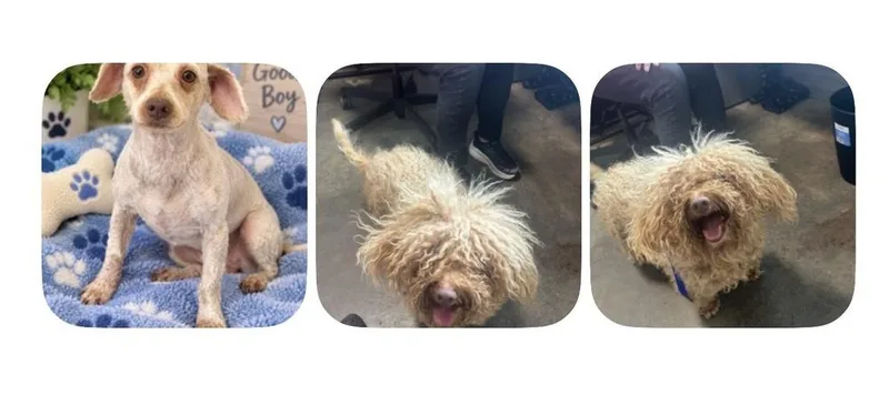 An adult small-sized male Poodle dog named Quincy for adoption in Cedartown, GA