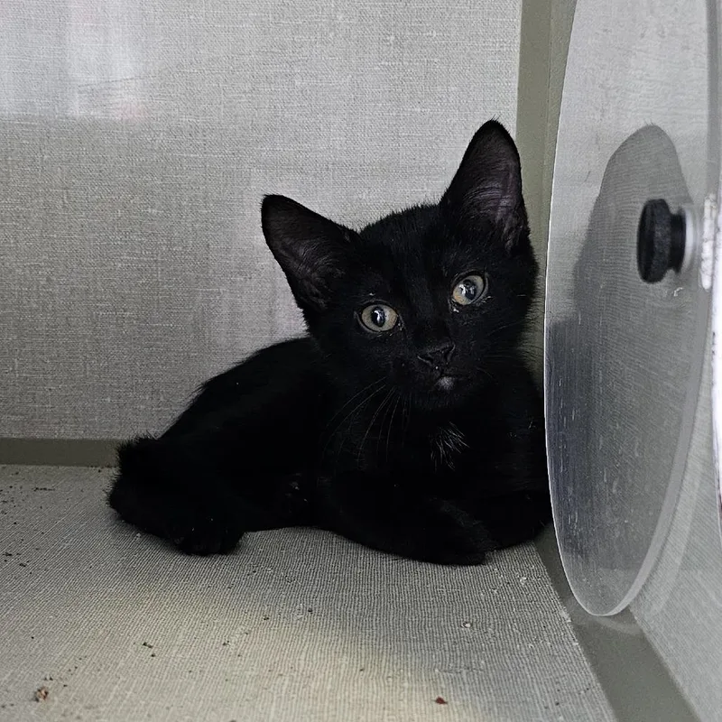 A young small-sized male Black Domestic Short Hair cat named Tobias for adoption in Monroe, MI