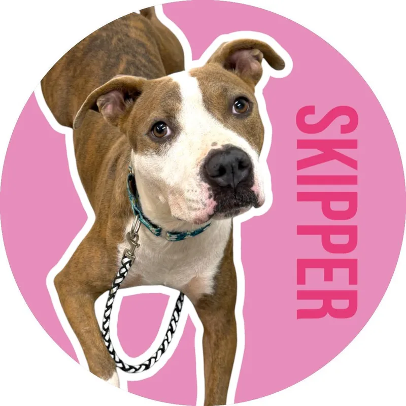 Skipper thumbnail 3