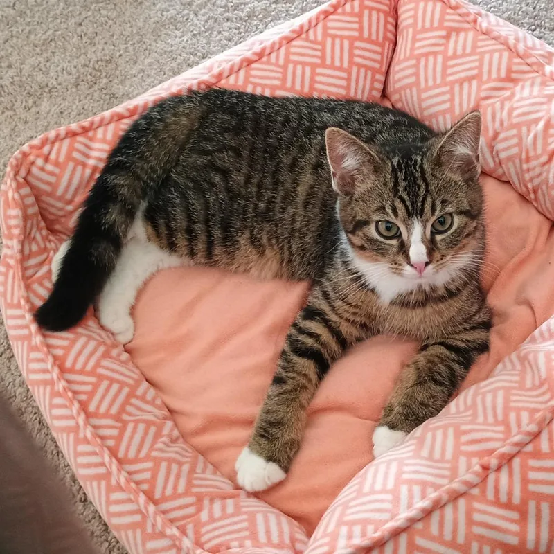 A baby small-sized male Brown / Chocolate Domestic Short Hair cat named Romano for adoption in Irwin, PA