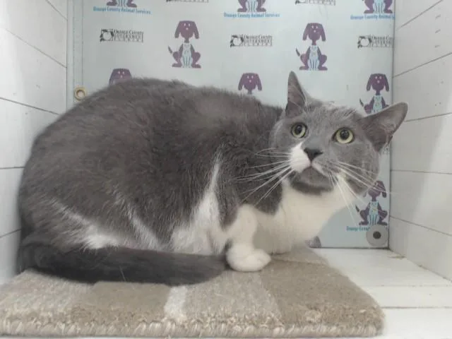 An adult small-sized female Domestic Short Hair cat named Bella for adoption in Orlando, FL