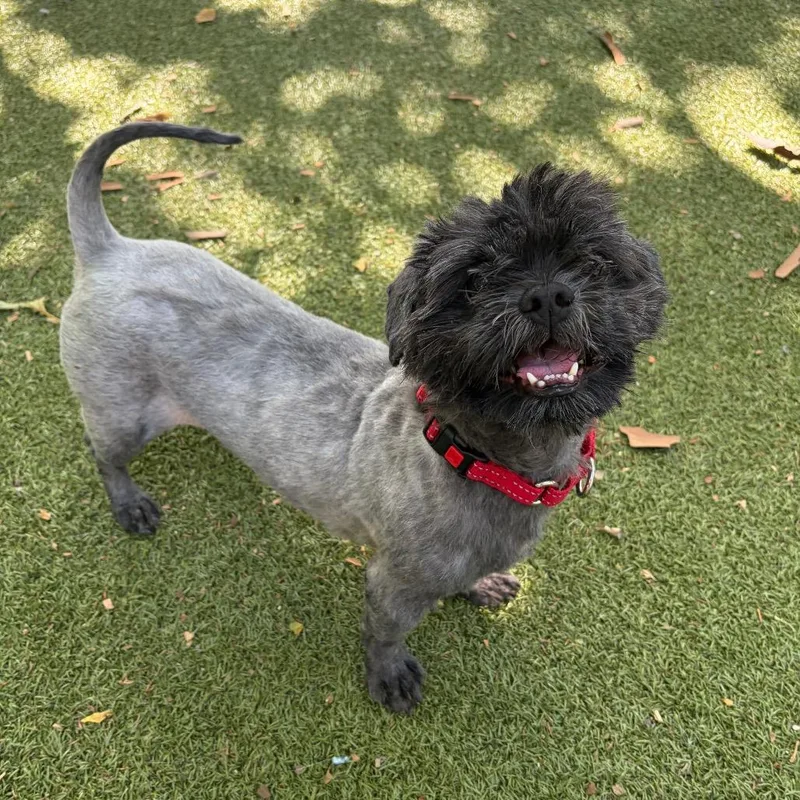 An adult small-sized male Black Shih Tzu dog named Arlo for adoption in Providence, RI