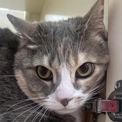 An adult large-sized female Domestic Short Hair cat named Artemis for adoption in Cincinnati, OH