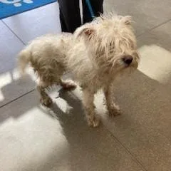 An adult medium-sized male White / Cream Terrier dog named Yorkstray for adoption in York, PA