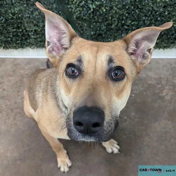 A young large-sized female Shepherd dog named Asteria for adoption in Lexington, KY