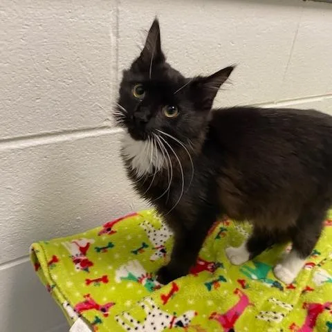 A baby small-sized male Black Domestic Medium Hair cat named Carl for adoption in Dayton, OH
