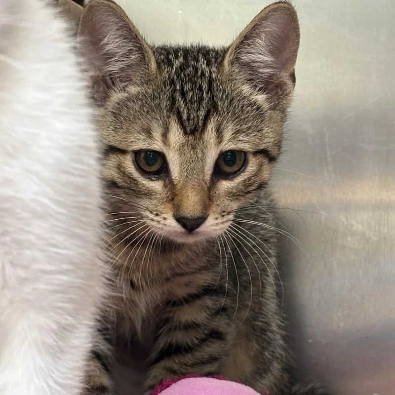 A baby small-sized female Brown / Chocolate Domestic Short Hair cat named Poodle for adoption in Baltimore, MD