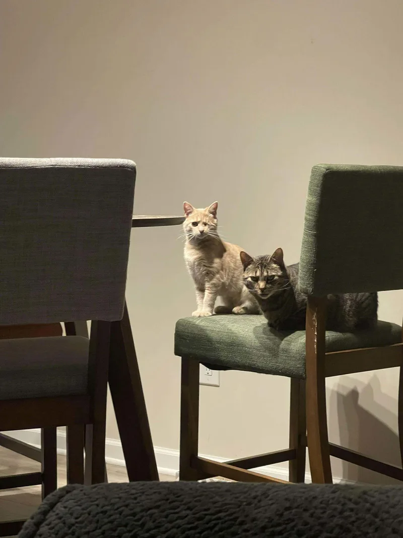 Butterscotch thumbnail 2