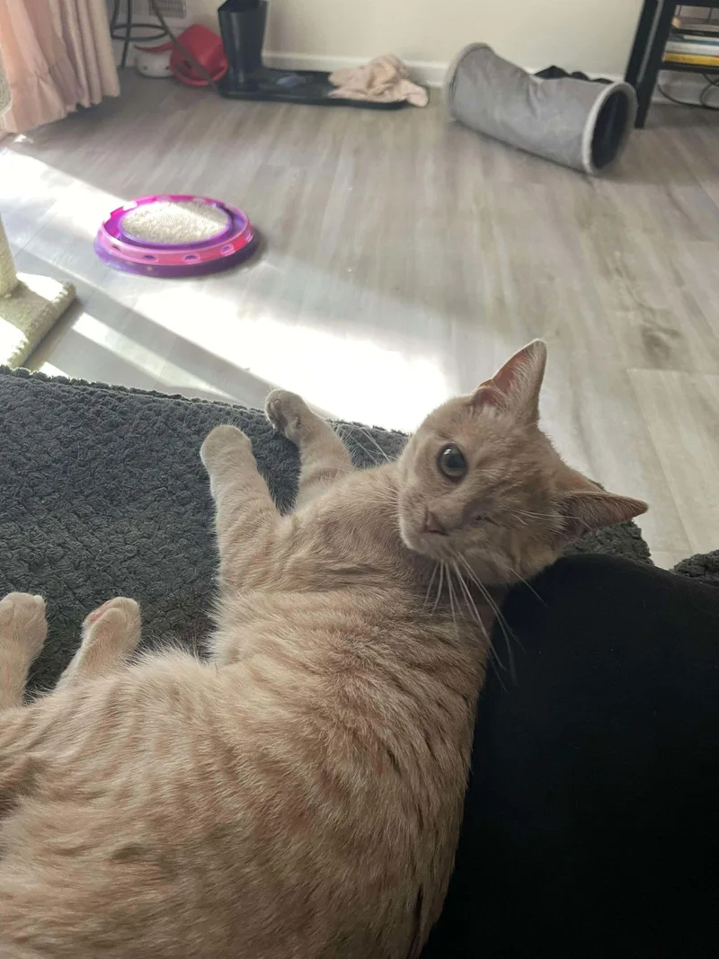 Butterscotch thumbnail 3