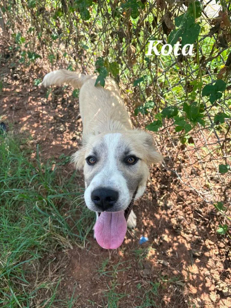 Kota