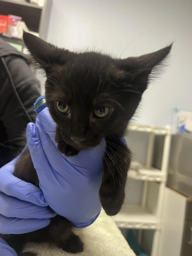 A baby small-sized male Domestic Short Hair cat named Greg for adoption in Chico, CA