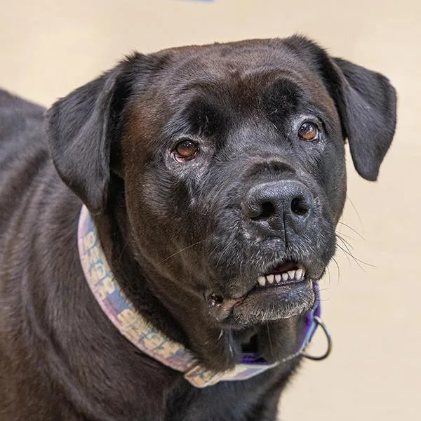 An adult large-sized female Rottweiler dog named Circe for adoption in Des Moines, IA