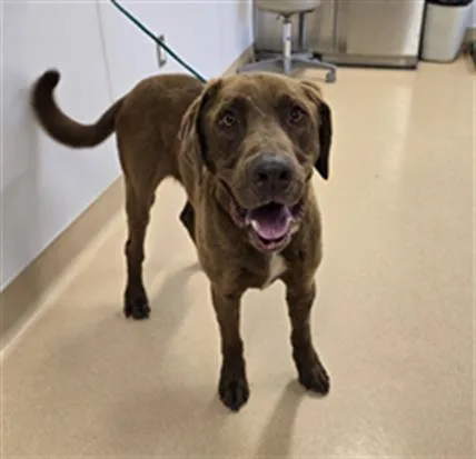 An adult large-sized male Chesapeake Bay Retriever dog named Ryan for adoption in South Lake Tahoe, CA
