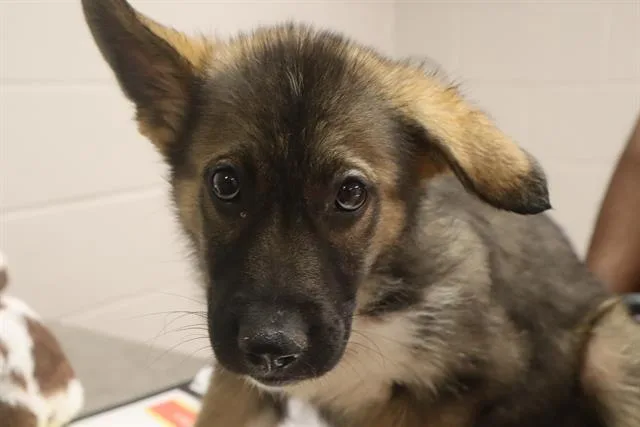 A baby small-sized female Mixed Breed dog named Flower for adoption in Columbia, SC