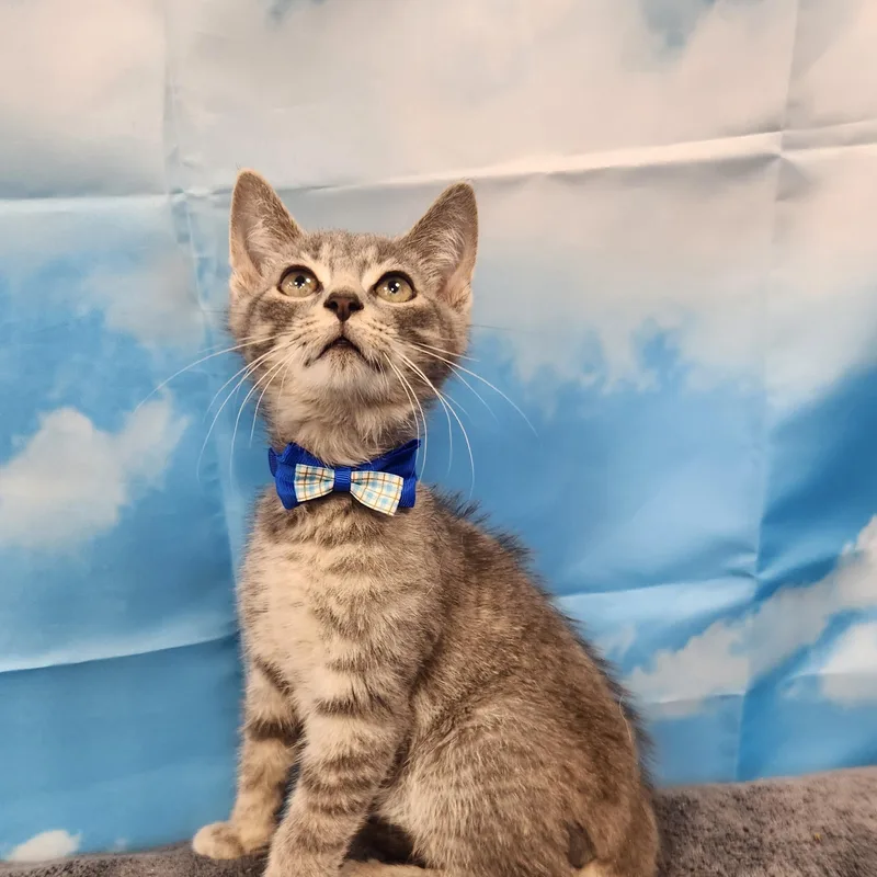 A baby medium-sized male Tabby (Gray / Blue / Silver) Domestic Short Hair cat named Nimbus for adoption in Hagerstown, MD