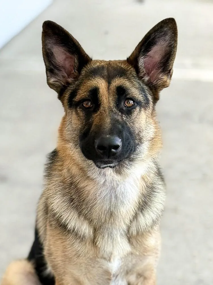 A young large-sized female Brown / Chocolate German Shepherd Dog dog named Gigi for adoption