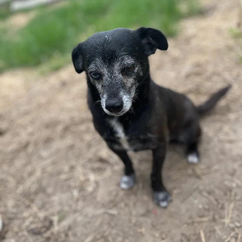 A senior small-sized male Black Chihuahua dog named Raheem for adoption in Clanton, AL