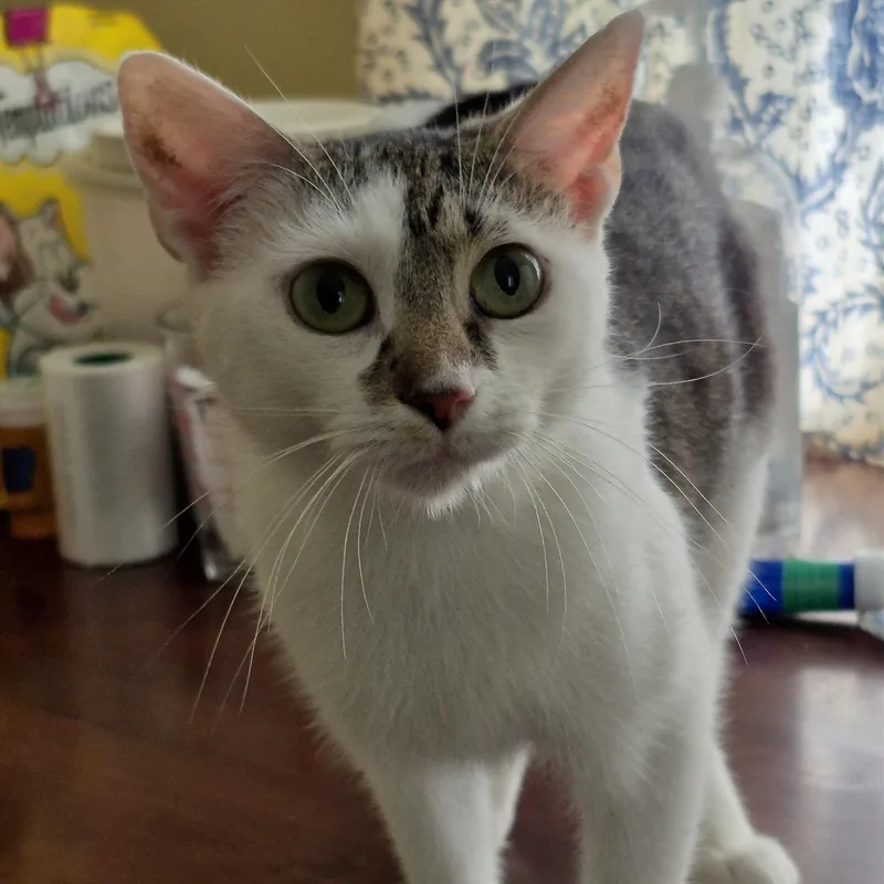 A young medium-sized female White Domestic Short Hair cat named Pani Puri for adoption in Richmond, VA