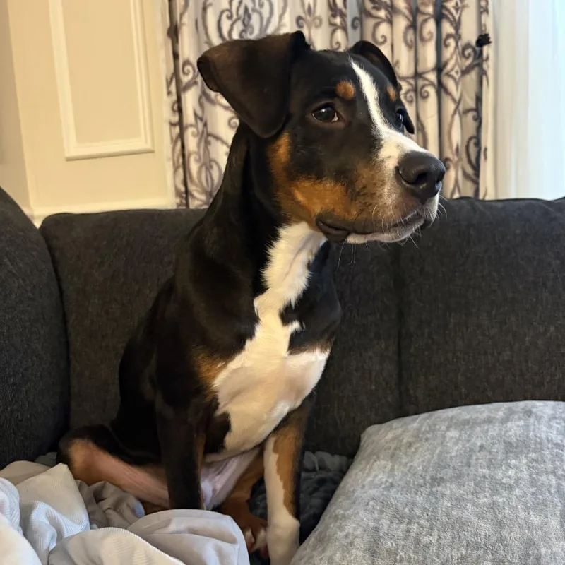 A baby medium-sized male Black Bernese Mountain Dog dog named Hot Toddy for adoption in Rockville, MD