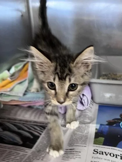 A baby small-sized female Domestic Short Hair cat named Frizzle for adoption in Houston, TX