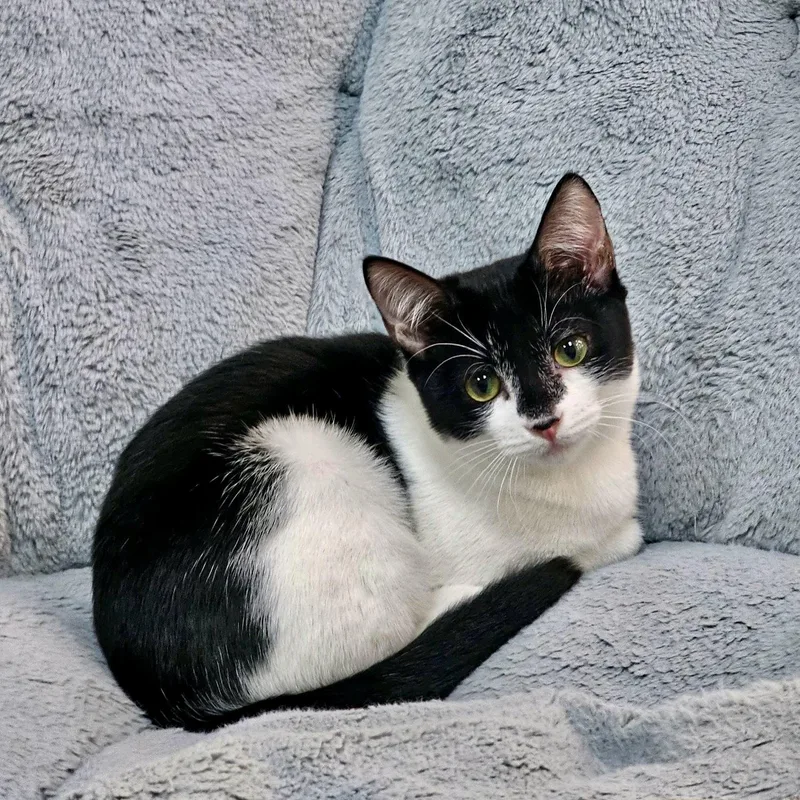 A baby medium-sized female Black & White / Tuxedo Domestic Short Hair cat named Poppy and her  for adoption in Austin, TX