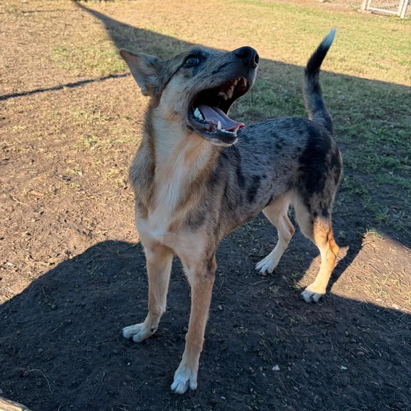A young medium-sized female Catahoula Leopard Dog dog named Wylie for adoption in Corpus Christi, TX