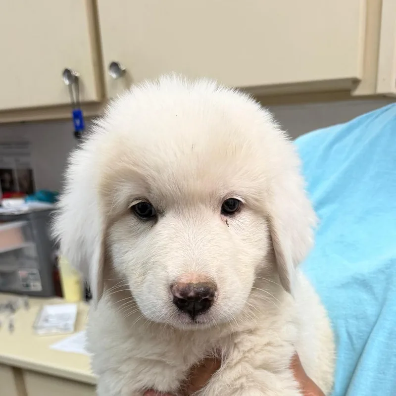 A baby small-sized male White / Cream Great Pyrenees dog named Alabaster for adoption in Ardmore, OK
