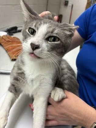An adult small-sized male Domestic Short Hair cat named Sixteen for adoption in Gainesville, FL