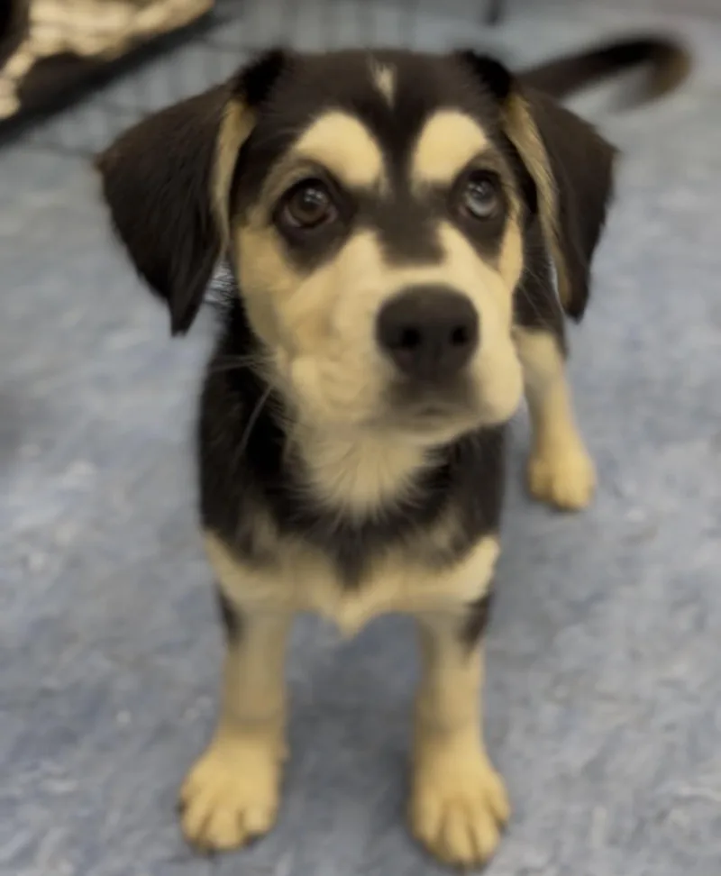 A baby medium-sized female Bicolor Mixed Breed dog named Breezy for adoption in Charleston, SC
