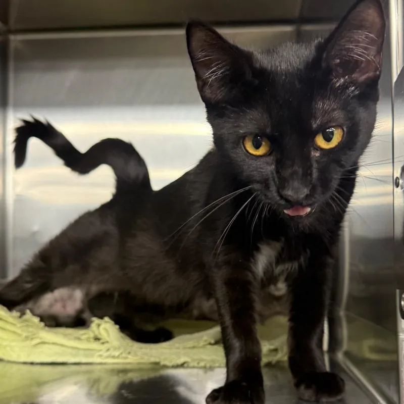 A baby medium-sized female Black Domestic Short Hair cat named Fanny for adoption in Spokane, WA