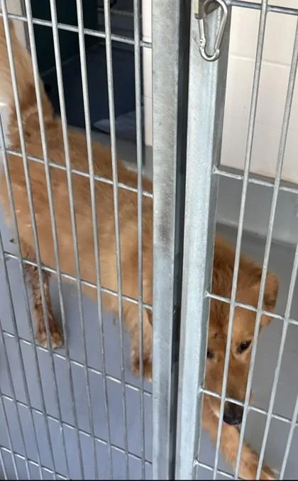 An adult large-sized male Golden Retriever dog named Draco for adoption in Cumming, GA
