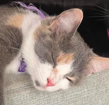 An adult medium-sized female Dilute Calico Domestic Short Hair cat named Dahlia for adoption in Cincinnati, OH