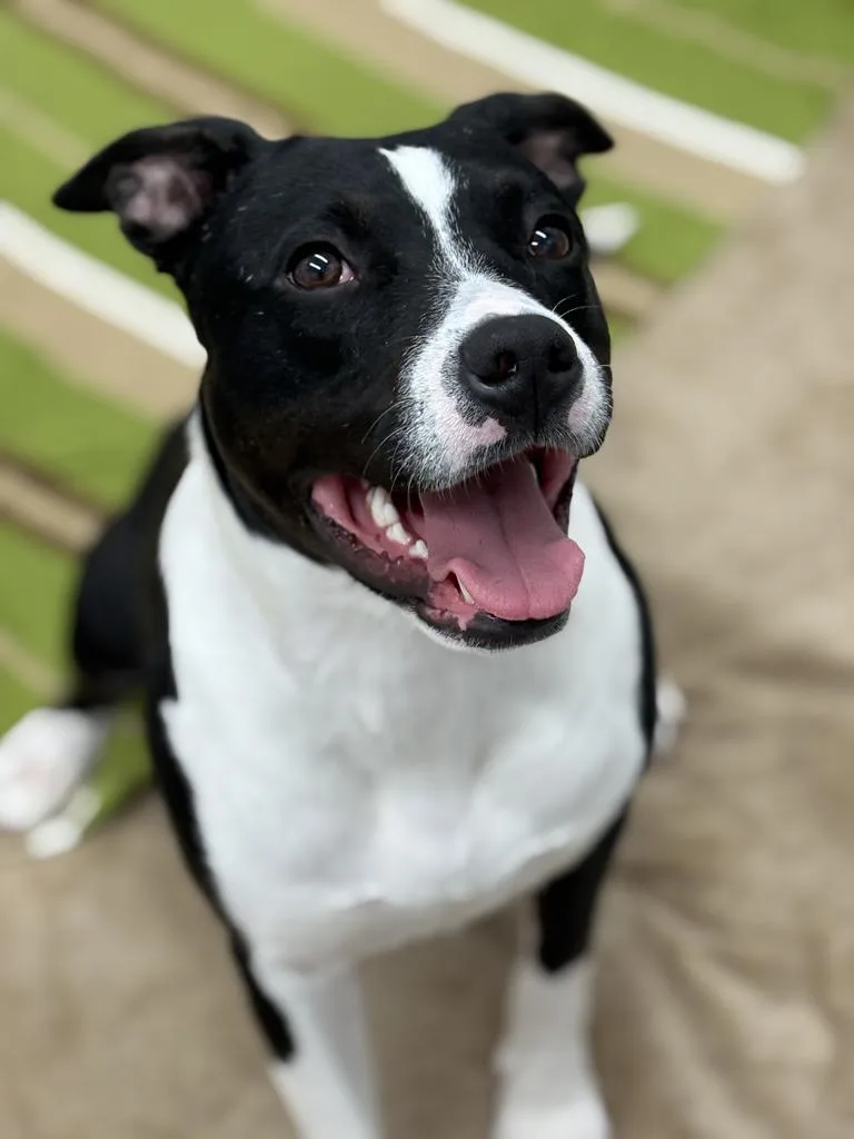 A young medium-sized female Mixed Breed dog named Briony for adoption in Detroit, MI