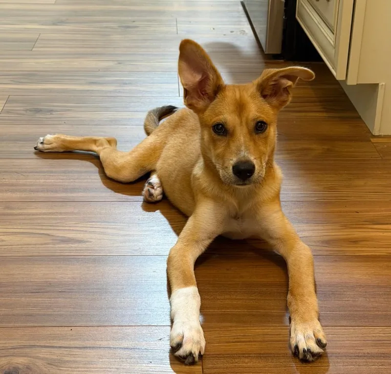 A baby medium-sized female Apricot / Beige Carolina Dog dog named Sox for adoption in Pensacola, FL