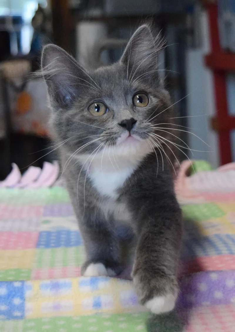 A baby medium-sized female Gray & White Domestic Medium Hair cat named Mackensie for adoption in Bulverde, TX