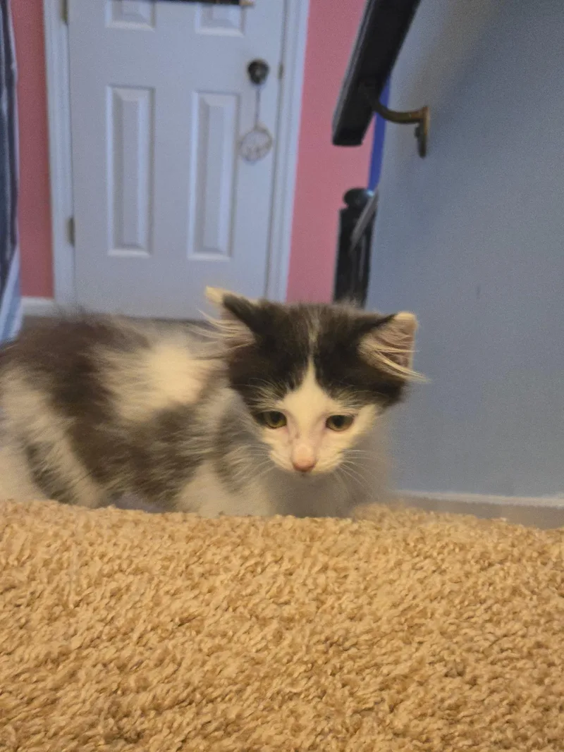 A baby medium-sized female Domestic Medium Hair cat named Azalea for adoption in Charlotte, NC