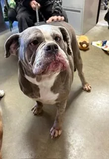 An adult large-sized female English Bulldog dog named Lilo for adoption in Mason City, IA