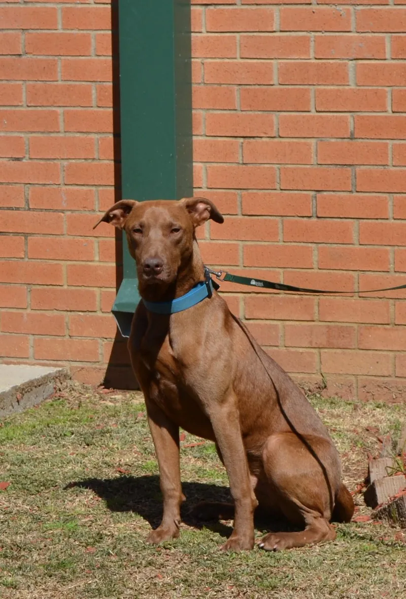An adult medium-sized male Brown / Chocolate Chocolate Labrador Retriever dog named Milo for adoption in Jackson, LA
