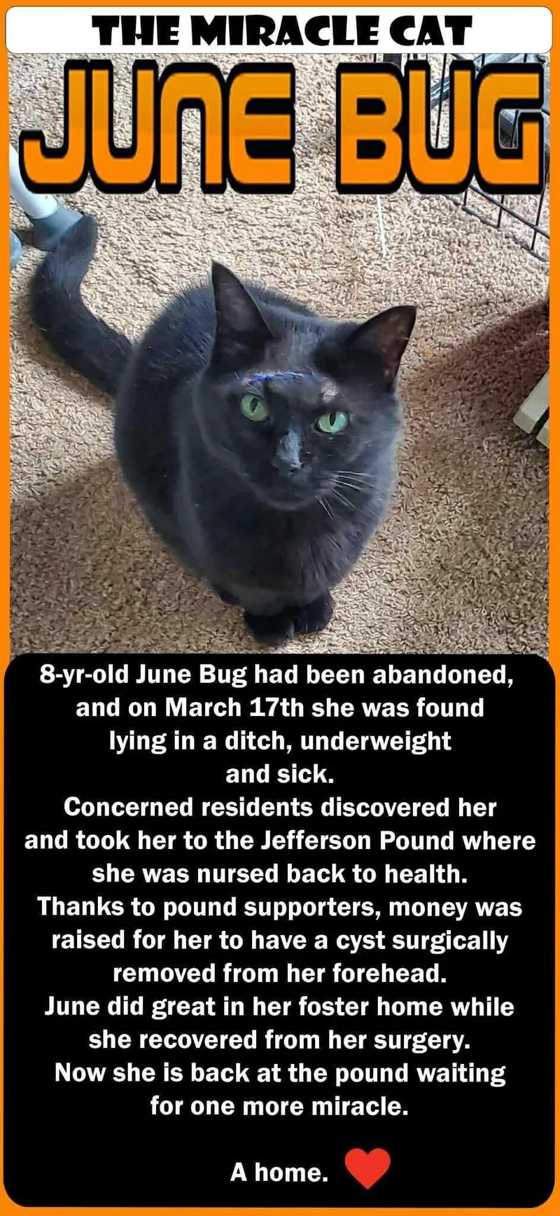 June Bug! thumbnail 6