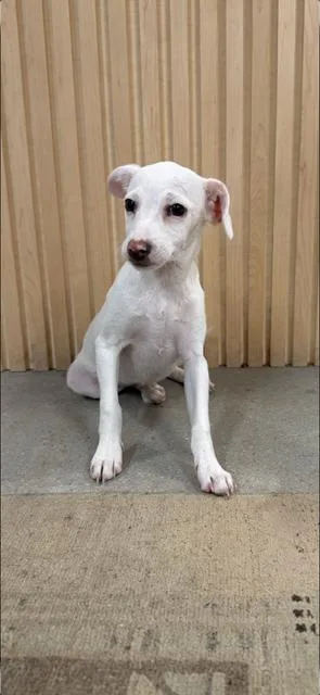 A baby small-sized male Chihuahua dog named Gus for adoption in Midway, UT
