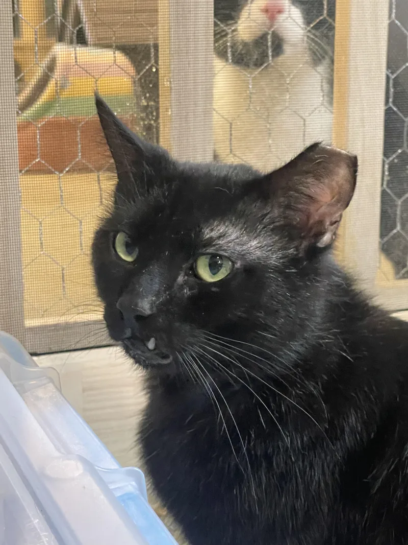 An adult large-sized male Black Domestic Short Hair cat named Keaton for adoption in Kent, OH